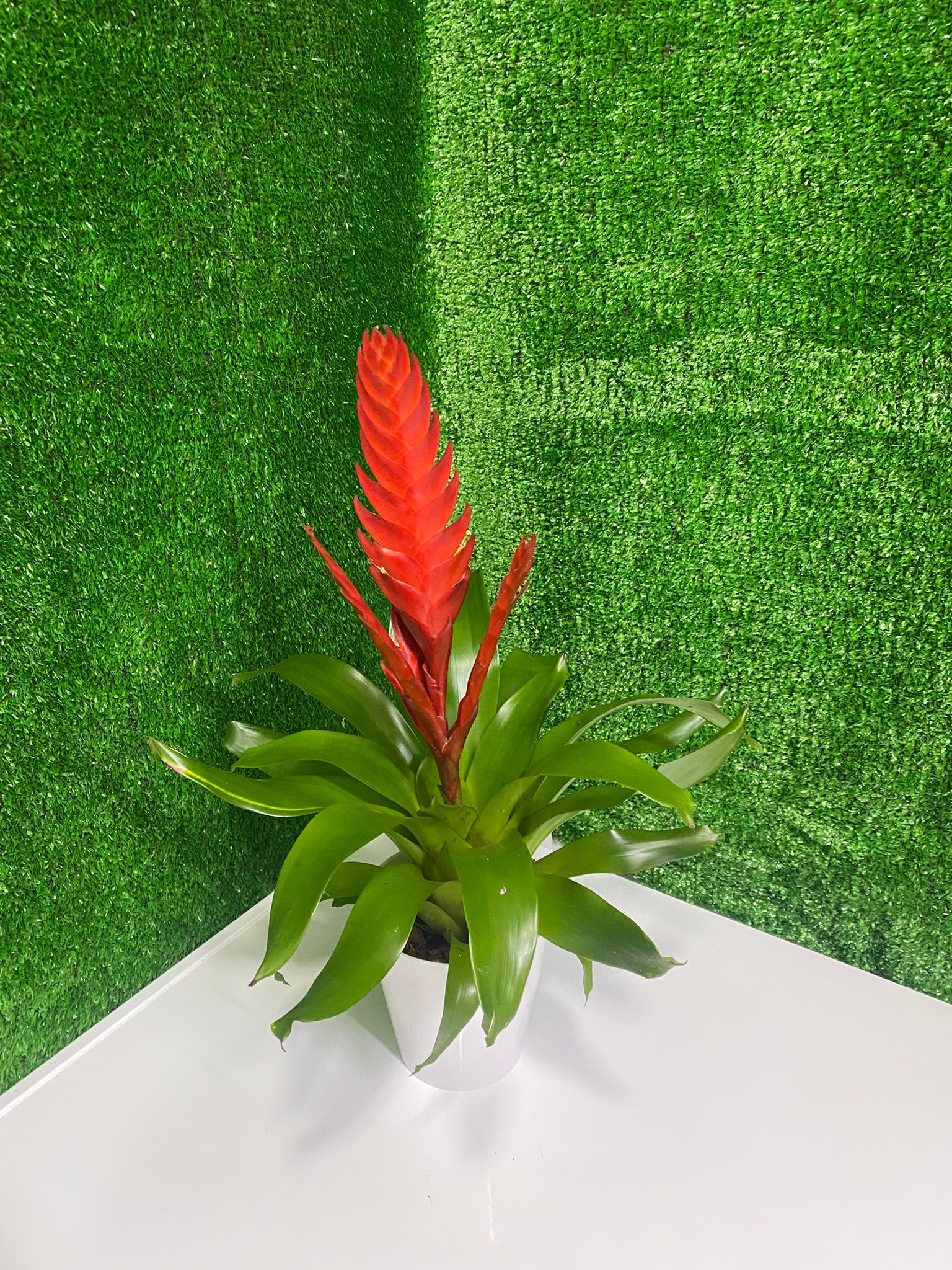 Kırmızı Vrezya (Saksı Çiçeği)